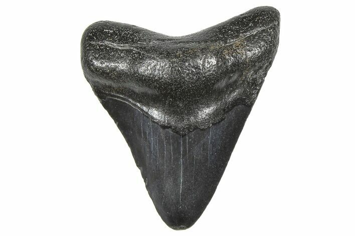 Juvenile Megalodon Tooth - South Carolina #359026
